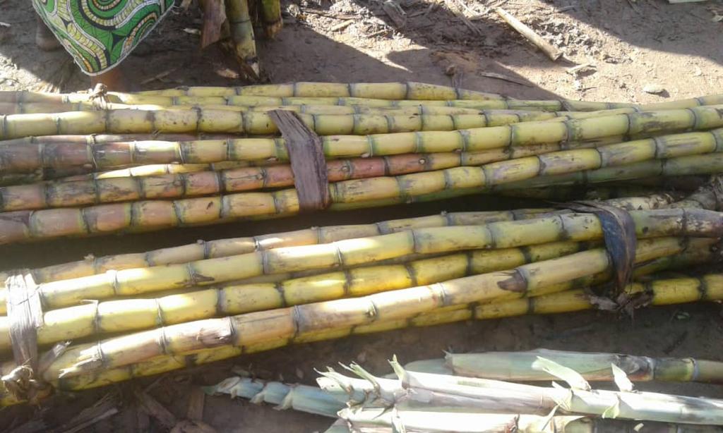 Sugar canes after being harvested from farm yard