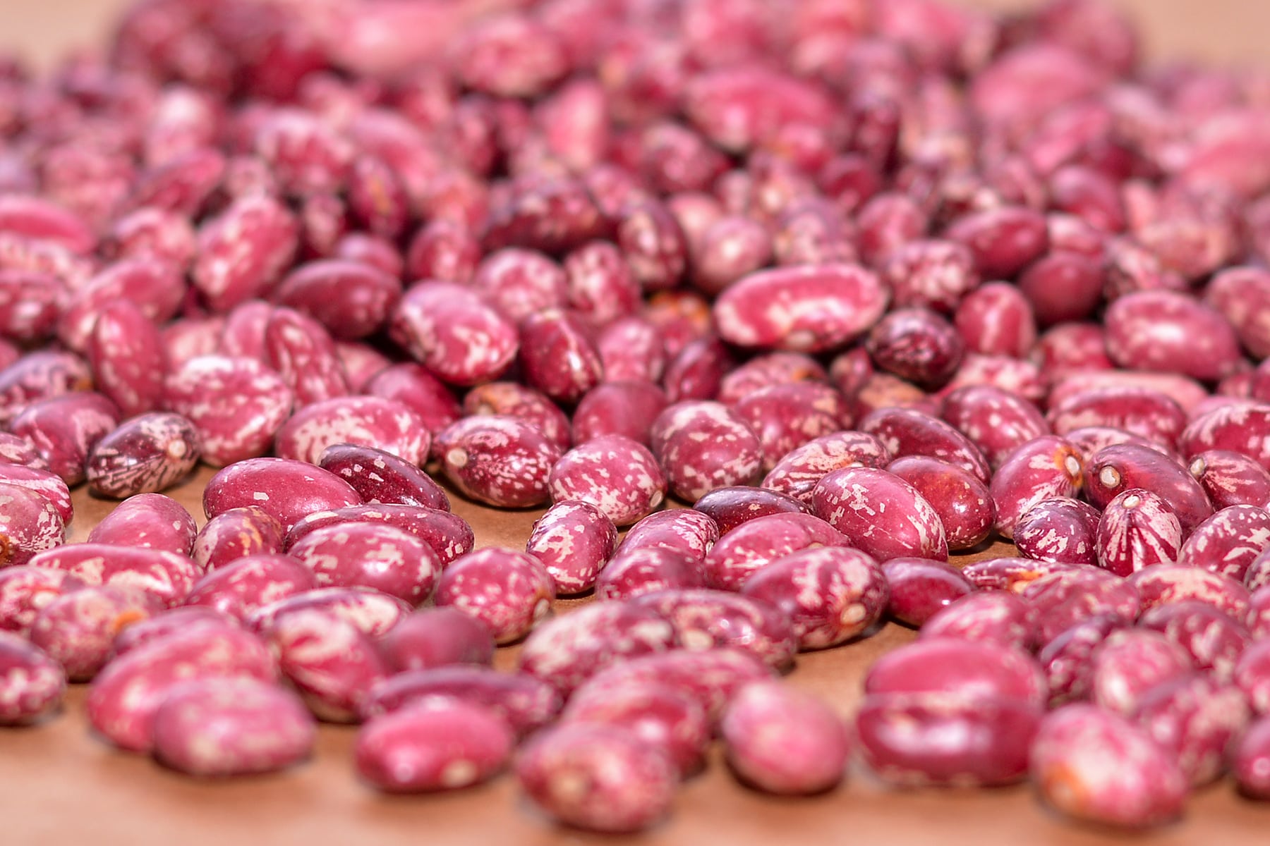 Red beans for export and sale