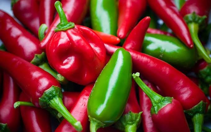 Bullet chili for export and sale in bulky