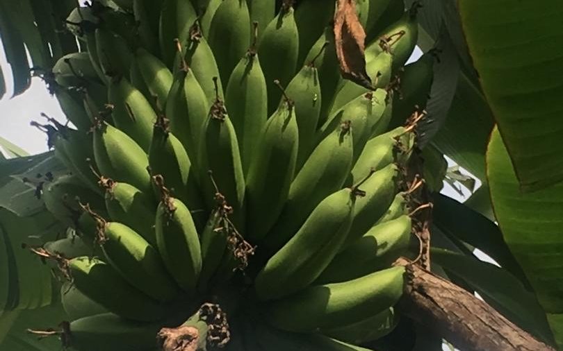 Fresh Matooke still on banana plant