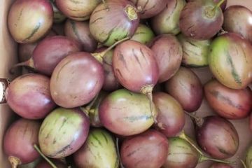 Tree tomatoes for export and sale in bulky