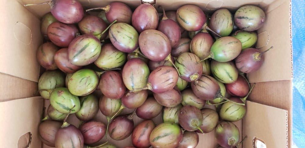 Tree tomatoes for export and sale in bulky