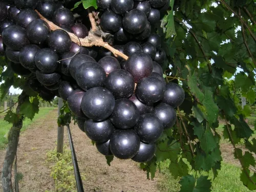 Grapes for Exports