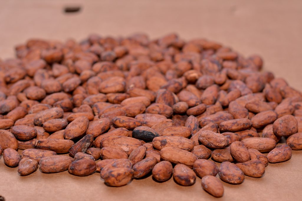 Cocoa seeds for export and sale being sun dried