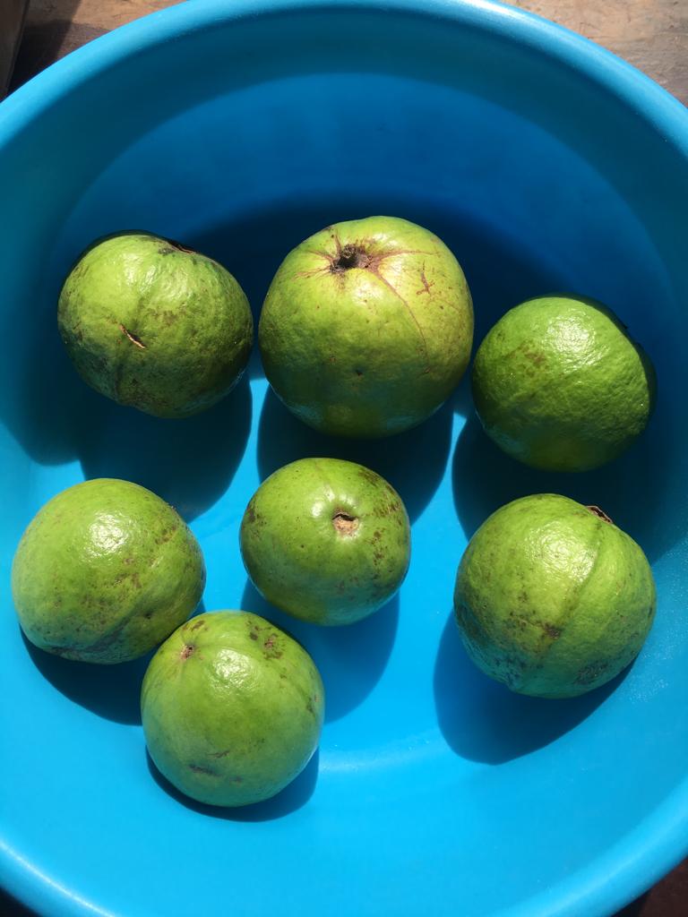 Guavas for export and sale on exhibition