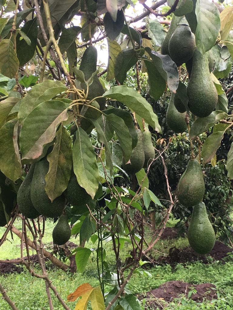 Avocados for exports still in garden