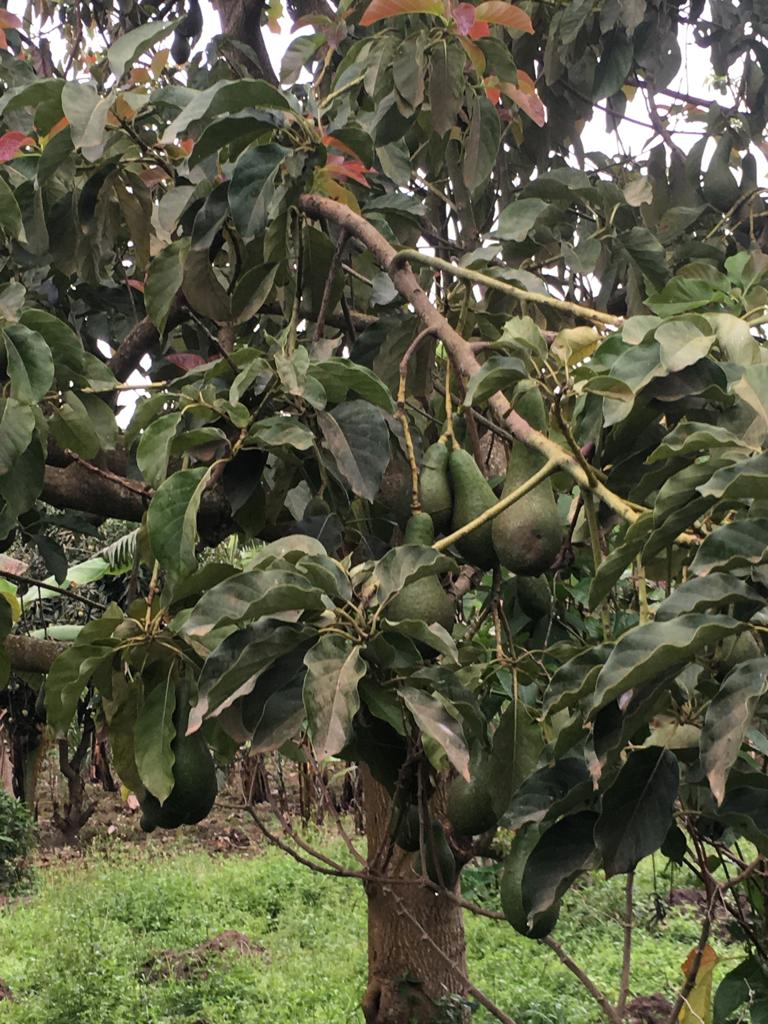 avocados farm yard