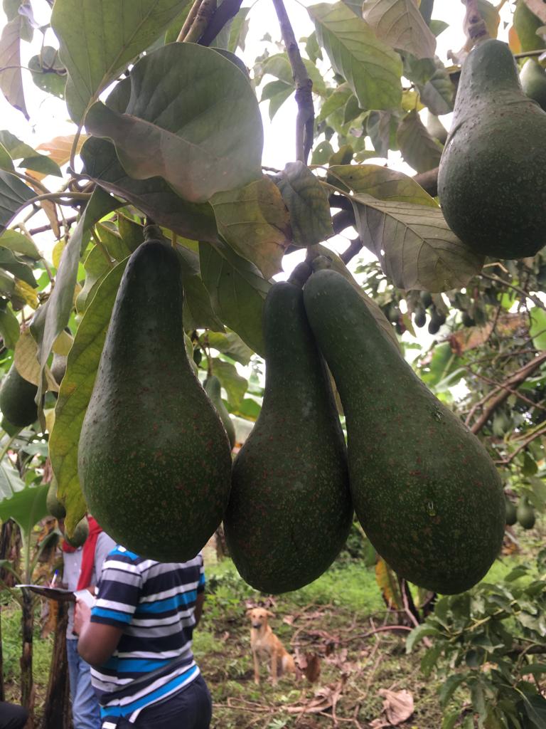 avocados farm yard