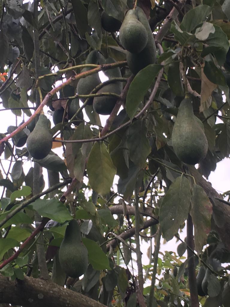 avocados farm yard