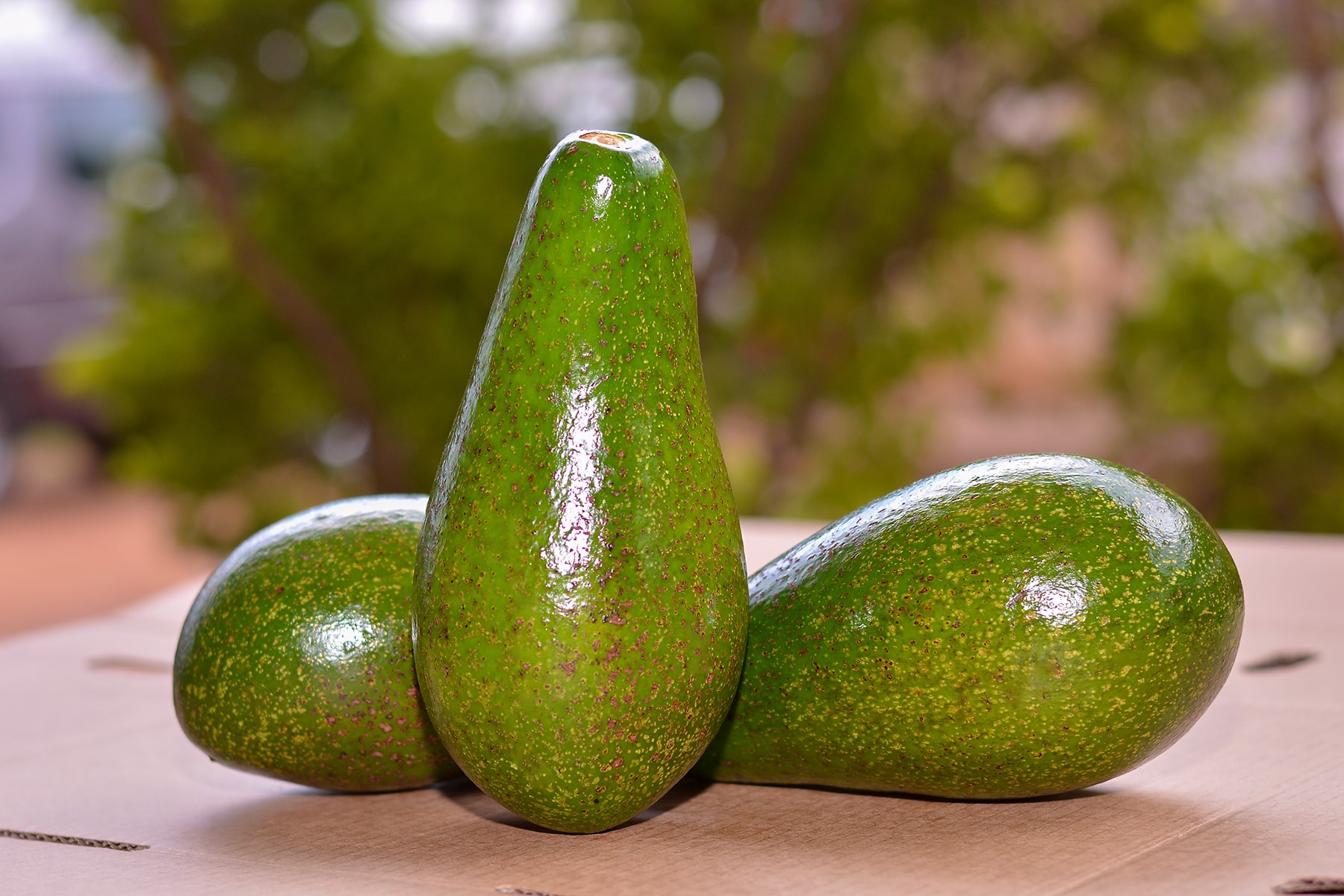 Avocados for export and sale