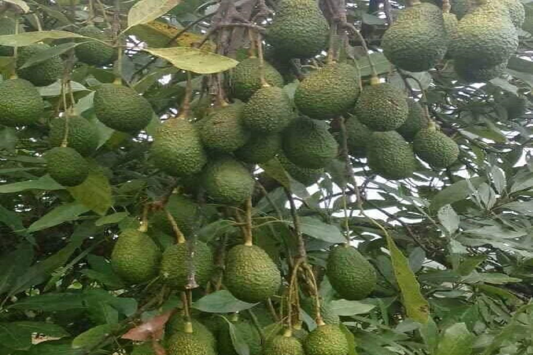 avocados still in gardens read for harvest and sale