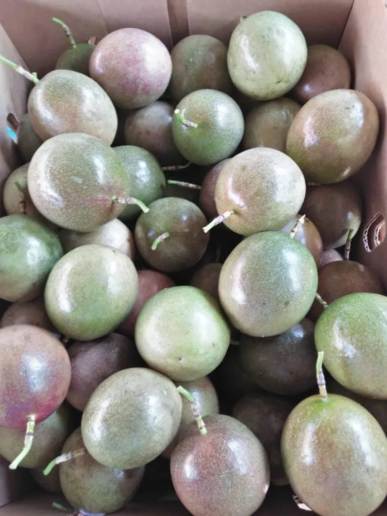 passion fruits for exports-1
