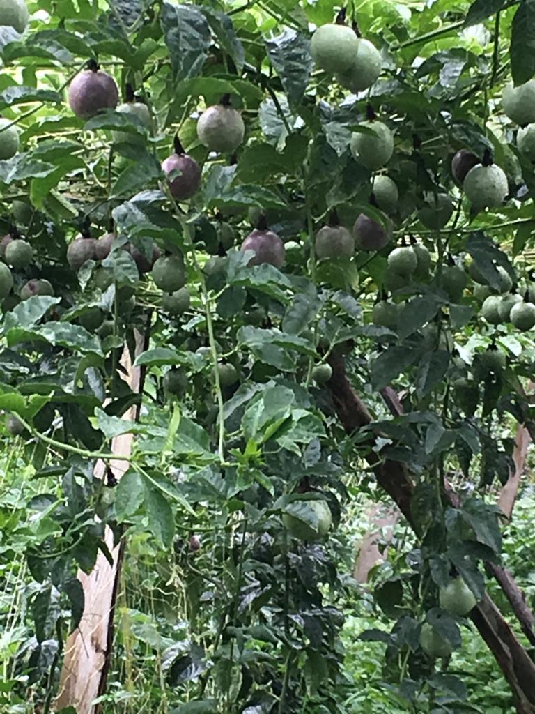 Passion Fruits garden yard