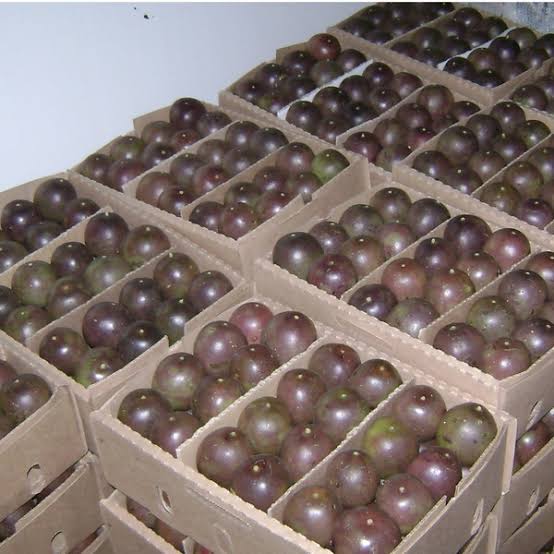 Passion fruits for sale and Export