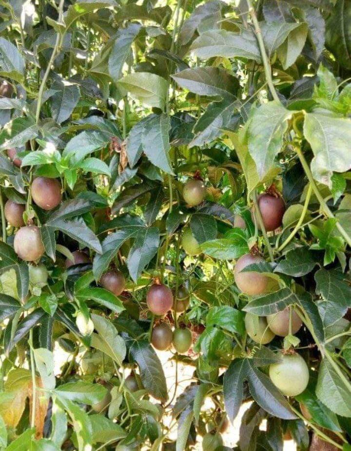 Passion Fruits garden yard