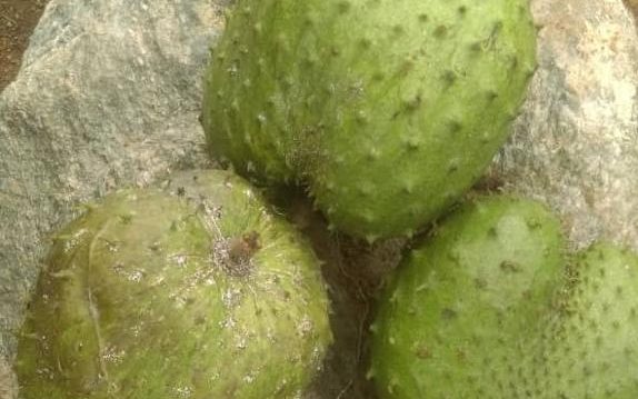 Soursop fruits