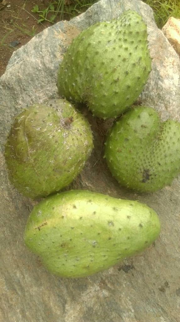 Soursop fruits