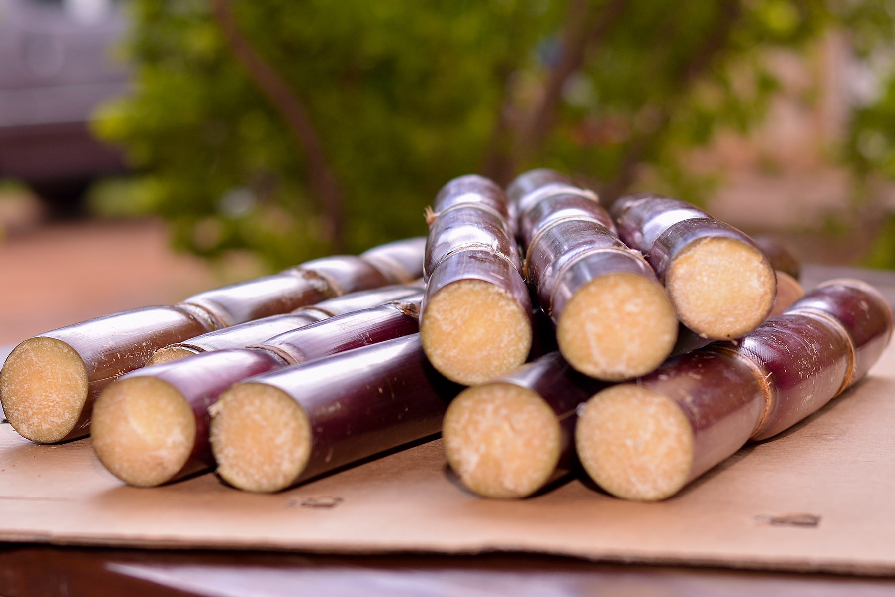 Sugar cane cut for packaging to be shipped