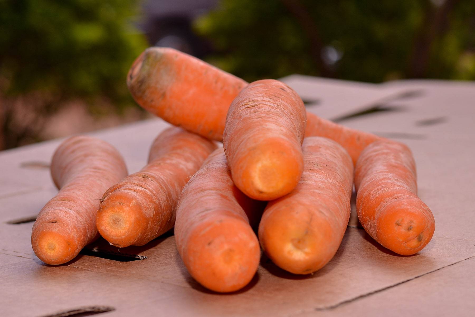 Carrots for Export and Sale