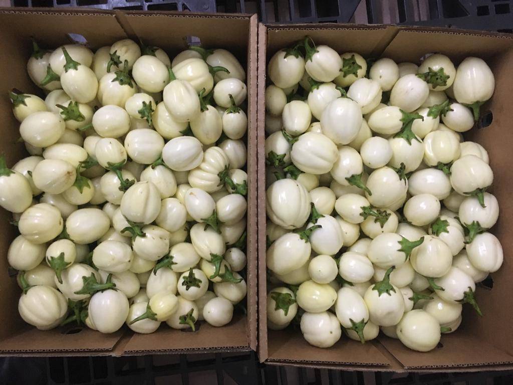 White Egg Plants for export and sale in bulky